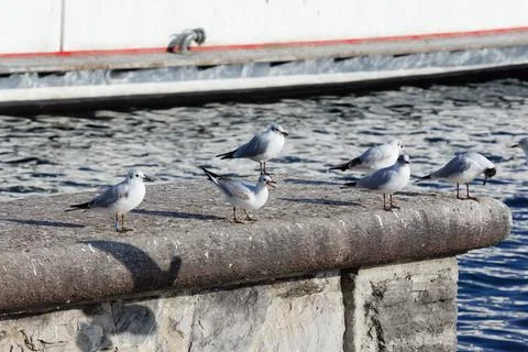 Many seagulls on a stone wall in the background the blue sea, Stock Photos