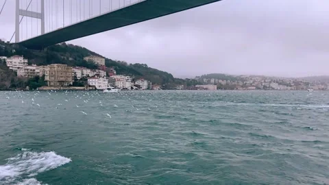 Many seagulls under the Bosphorus bridge. Seagulls fly in the Bosphorus. A flock Stock Footage 224935509