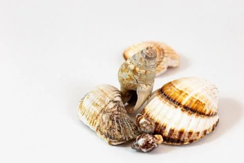 Many seashells and white background Stock Photos