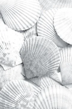 Many seashells as background, top view. Black and white effect Stock Photos