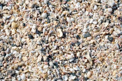 Many seashells on the beach. Stock Photos