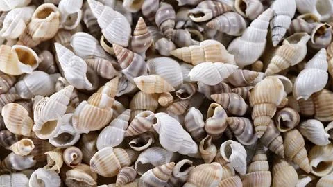 Many seashells of different shapes and colors gathered on a flat surface with Stockfoto's