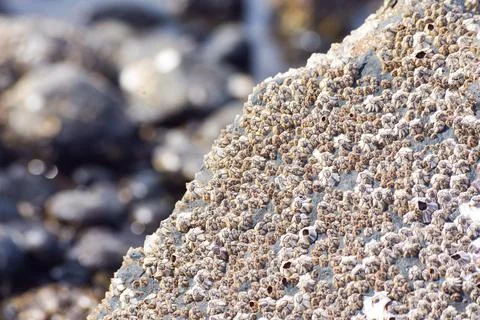 Many seashells on a rock closeup view Stock Photos
