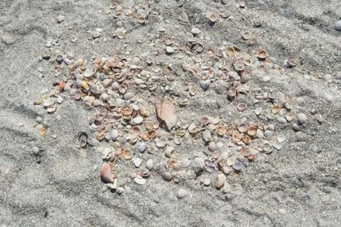 Many seashells in the sand texture background. Stock Photos