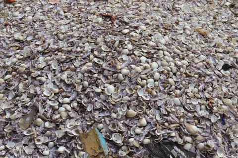 Many Seashells Scattered on Sandy Beach Shore Stock Photos