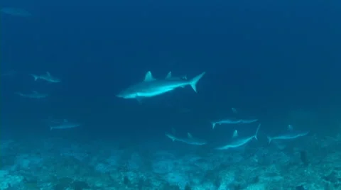 Many Shark swimming Video stock 56790241
