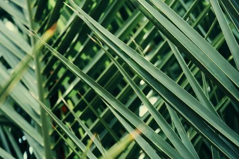 Many sharp dark green palm leaves background texture Stock Photos