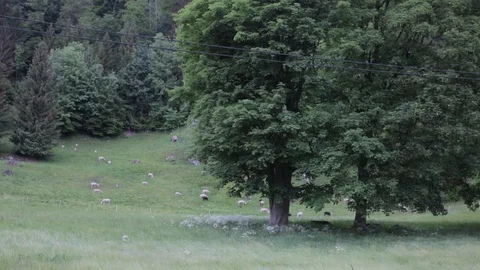 Many Sheep on a Big Meadow with Forest Stock Footage 100190927