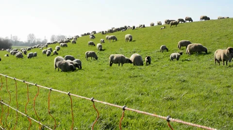 Many sheep on dike 動画素材 35999776
