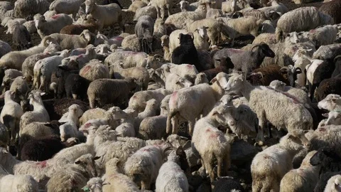 Many sheep in flock Stock Footage 76094313