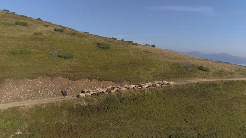 Many sheep go to the flock on the mountain ridge Stock Footage 97932841