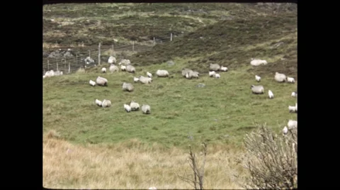 Many Sheep Run on Hillside Scottish Highlands 1957 Video stock 48234648