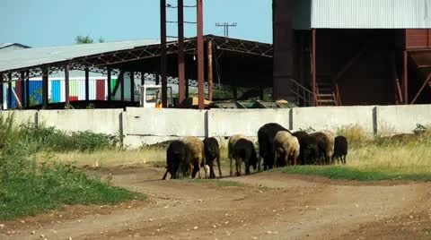 Many sheep walking on a road Stock Footage 11344952