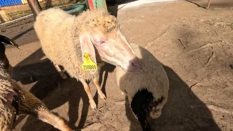 Many sheep in a zoo not afraid of people Stock Footage 239439415