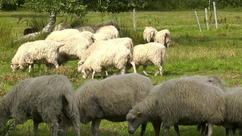 Many sheeps graze on paddock, sheeps eat grass on pasture 動画素材 234995723