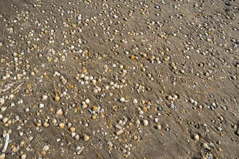 Many shells on the beach in Rømø Denmark Stock Photos