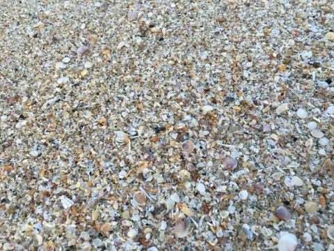 Many shells on the beach, shell surface. Stock Photos