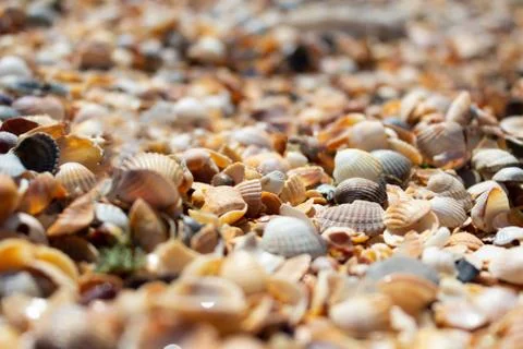 Many shells of different colors Stock Photos