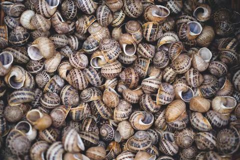 Many shells from edible snails Stock Photos
