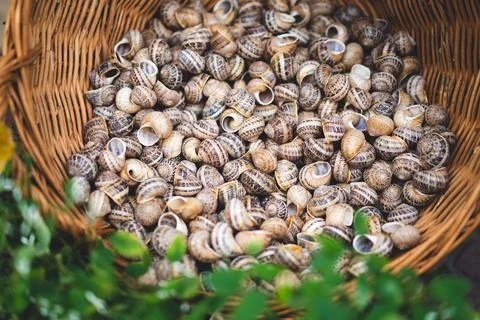 Many shells from edible snails Stock Photos