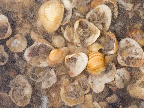 Many shells Stock Photos