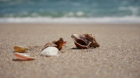 Many Shells Waves Stock Footage 76786309
