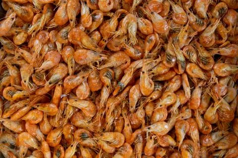 Many shrimp on a table Stock Photos
