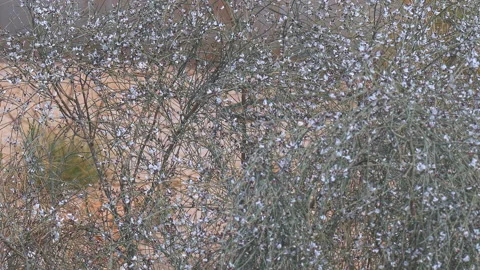 Many small bees over white flowers on bush Stock Footage 94256584