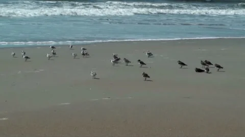 Many small birds on the beach Stock Footage 35829919