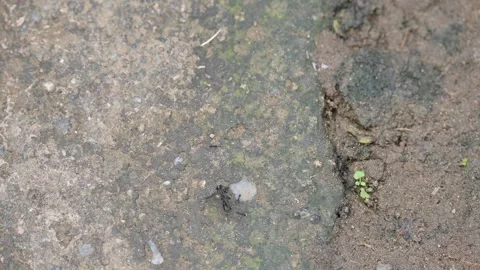Many small black ants are carrying a big dead black ant. Vidéo 323265801