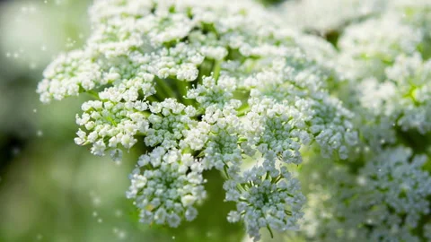 Many small blooming flowers large inflorescence green stem blurry white spots Stock Footage 251132958