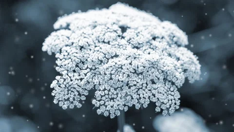 Many small blooming flowers large inflorescence stem blurry white spots Blue Stock Footage 252746471