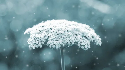 Many small blooming flowers large inflorescence stem blurry white spots Blue Stock Footage 252746829