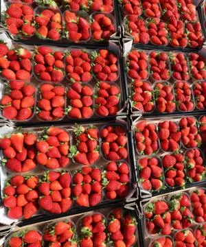 Many small boxes of ripe red freshly picked strawberries ready for export Foto stock