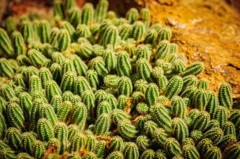 Many small cacti with small needles in greenhouse Stock Photos