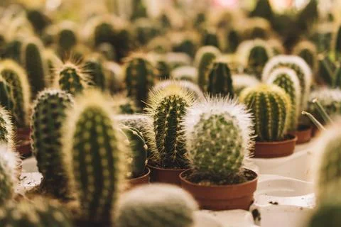 Many small cactus Stock Photos