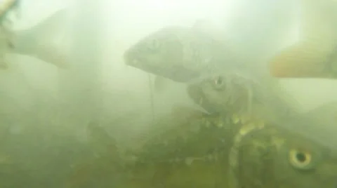 Many small carp in muddy water mountain lake view from the bottom to feed Stock Footage 42696592