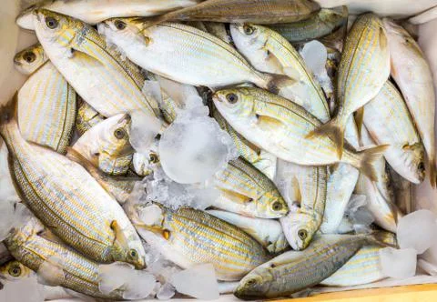 Many small caught dead fish with ice on market Stock Photos