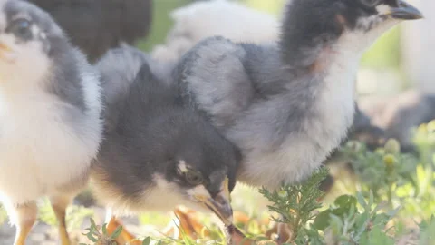 Many small chickens are walking on the grass in nature on a sunny day Stock Footage 157461958