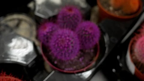 Many small colorful cacti - red and lilac. Top view. Beautiful plant multicolor Stock Footage 272292129