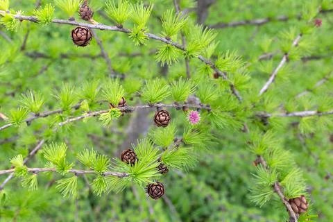 Many small cones on pine branches. Flowering pine. Pine flower in spring in the Stock Photos