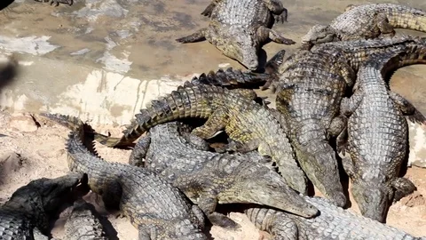 Many small crocodiles bask in the sun. Stock Footage 103687493