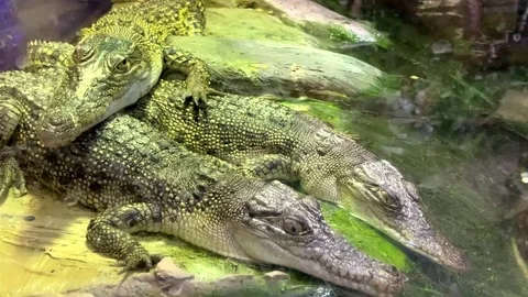 Many small crocodiles on the water surface. Saltwater crocodiles in a zoo pond. Stock Footage 125237909