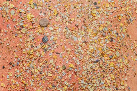Many small crushed sea sharp shells of bivalve on a humane tanned skin Stock Photos