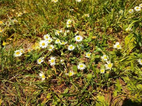 Many small daisies 写真素材