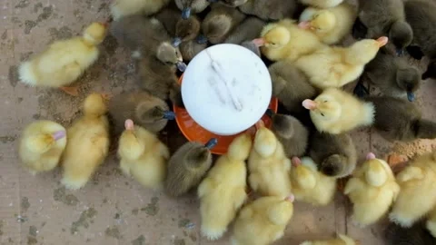 Many small ducklings are drinking in the cage Stock Footage 272792052