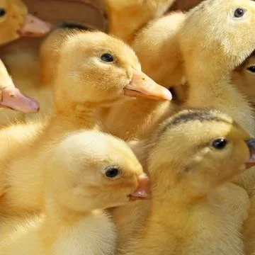 Many small ducklings Foto stock