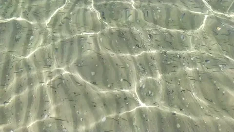 Many small fish in clear, clear water Stock Footage 138923133