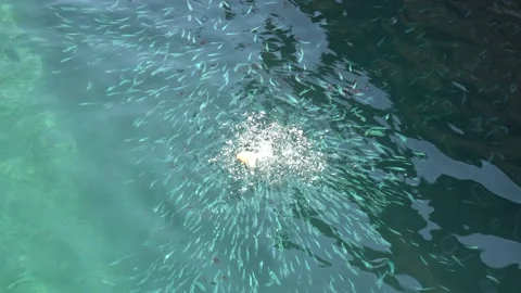 Many small fish Stock Footage 178485240