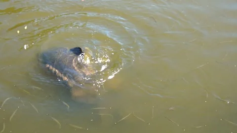 Many small fish move under water. Feeding fish. Stock Footage 96576828